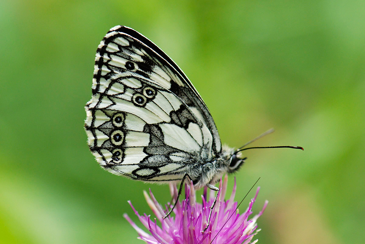 Melanargia galathea aberrante e altre forme, del Vicentino